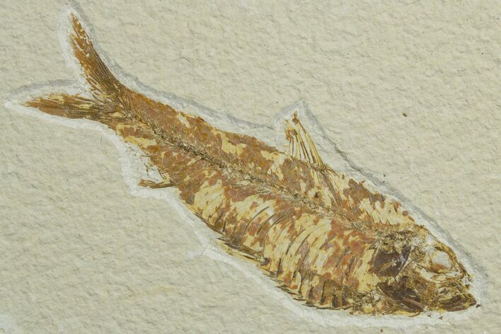 Bargain, Fossil Fish (Knightia) - Wyoming #349627